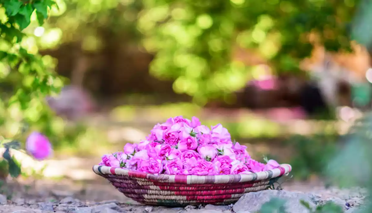 جشنواره گلاب گیری کاشان و قمصر