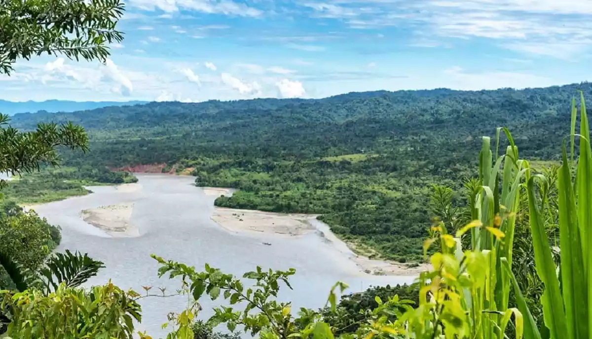 جنگل آمازون