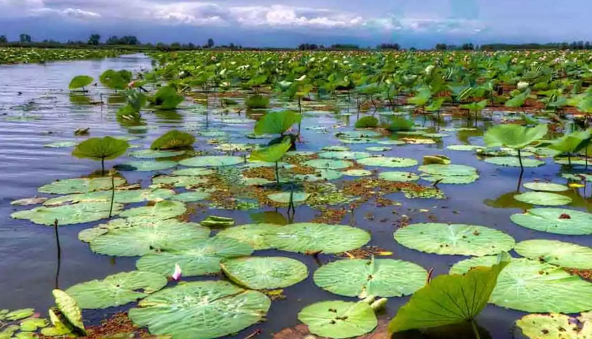 تالاب انزلی