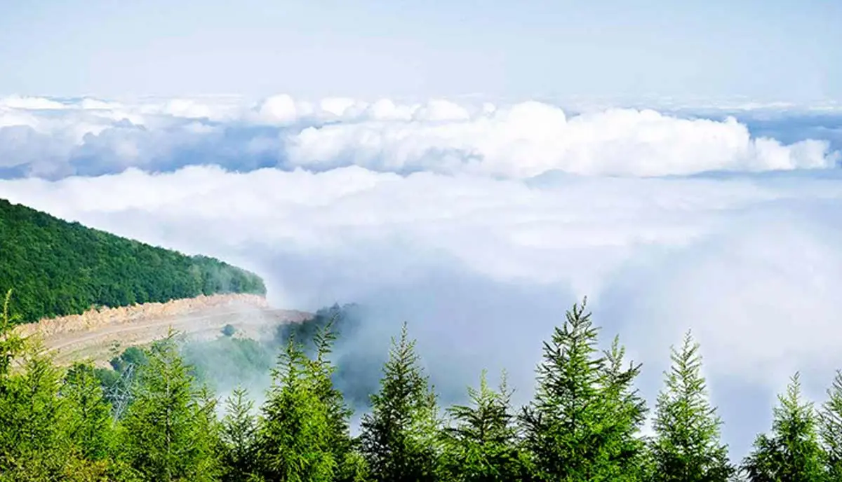 جنگل ابر شاهرود