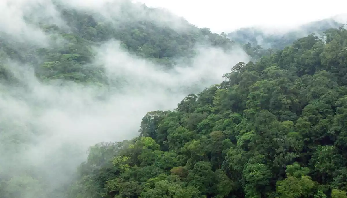 جنگل ابر شاهرود