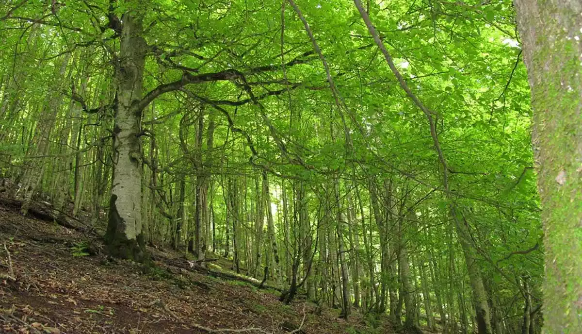 جنگل دوهزار