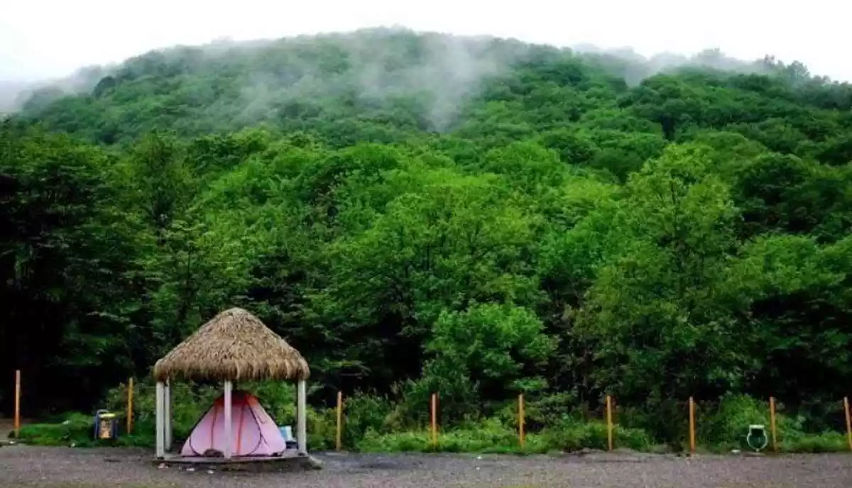 جنگل ناهارخوران