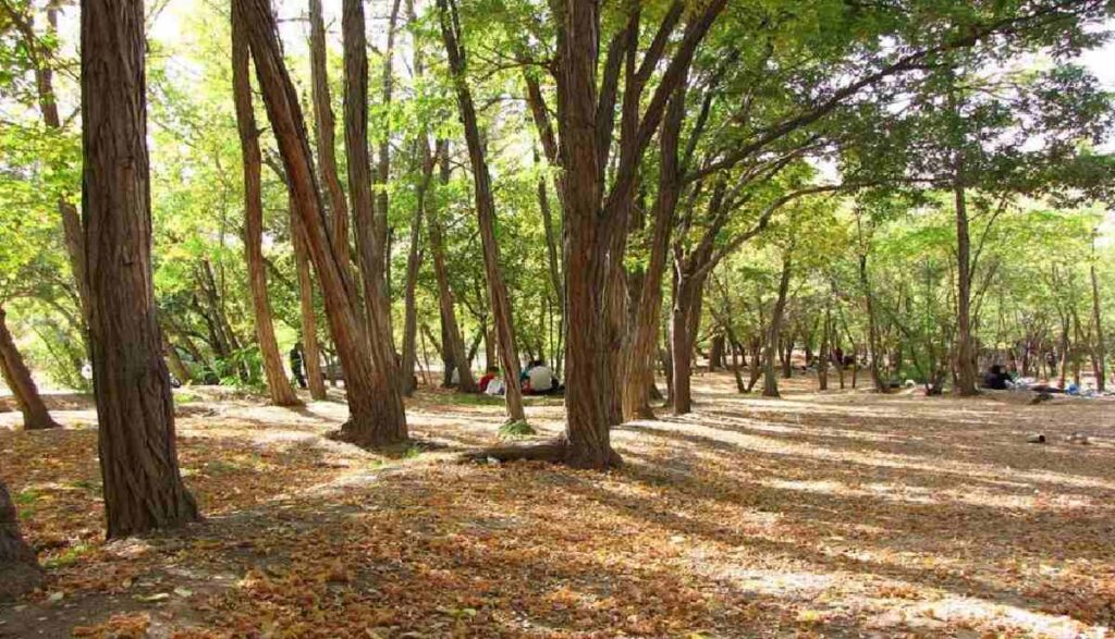 پارک جنگلی چیتگر