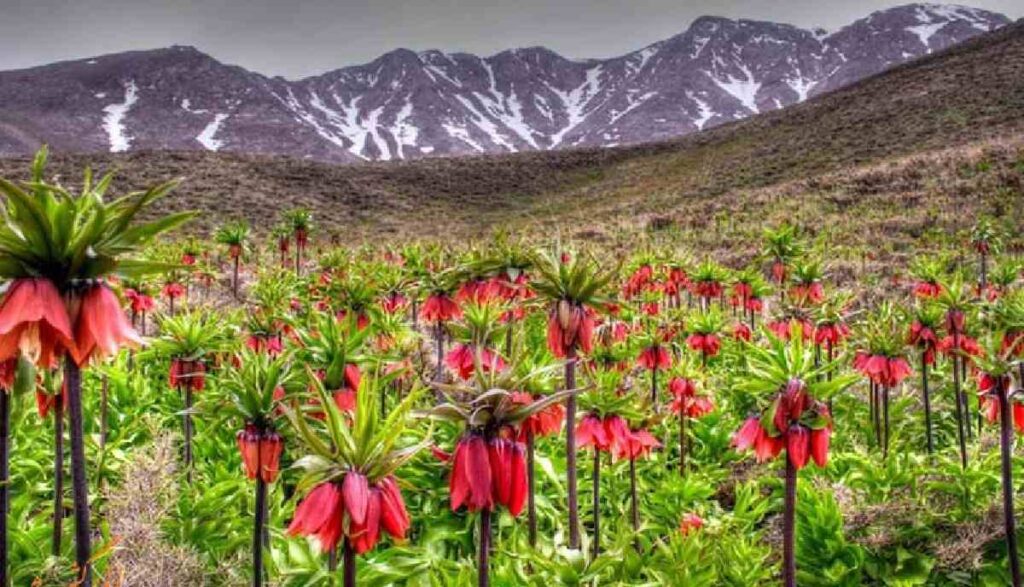 گلستان‌کوه خوانسار اصفهان