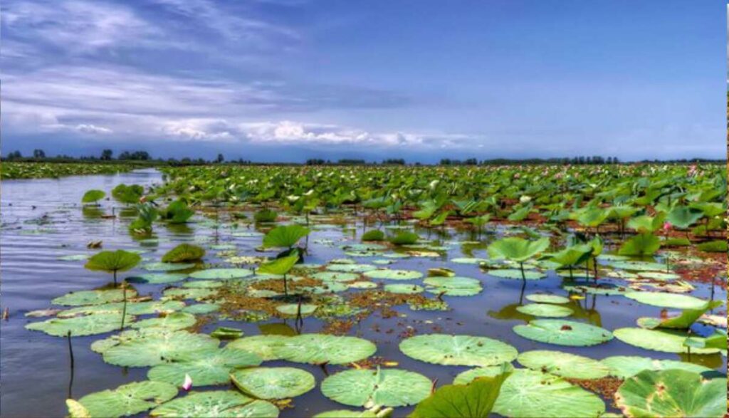 اهمیت جهانی تالاب ها